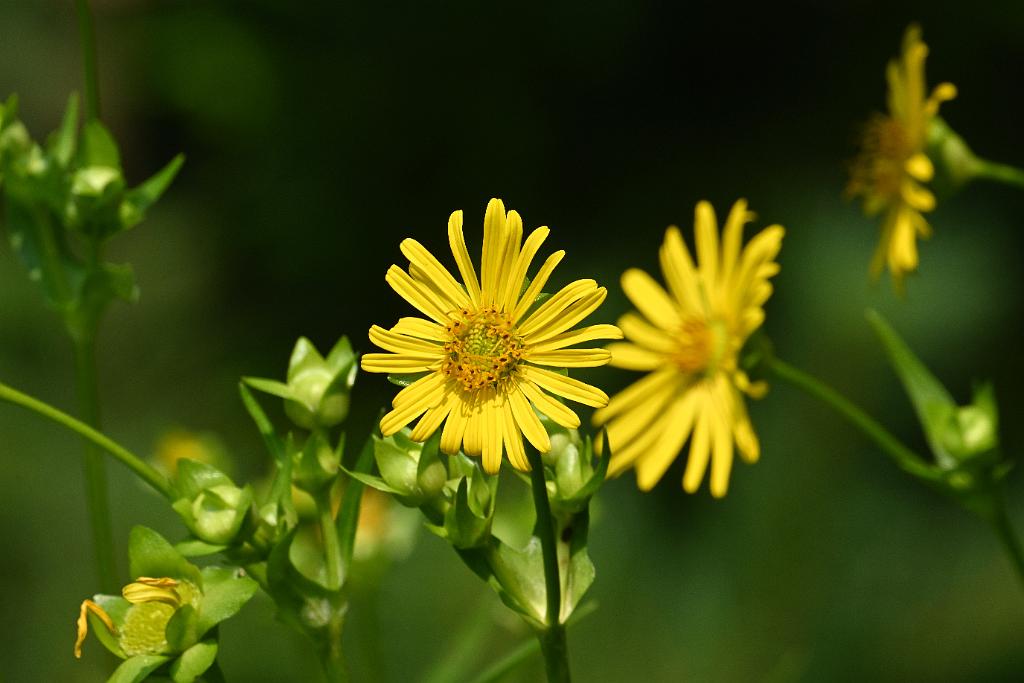 2025-08039900 Tower Hill Botanic Garden, MA.JPG - Cup Plant (Silphium perfoliatum). New England Botanic Garden at Tower Hill, MA, 8-3-2025